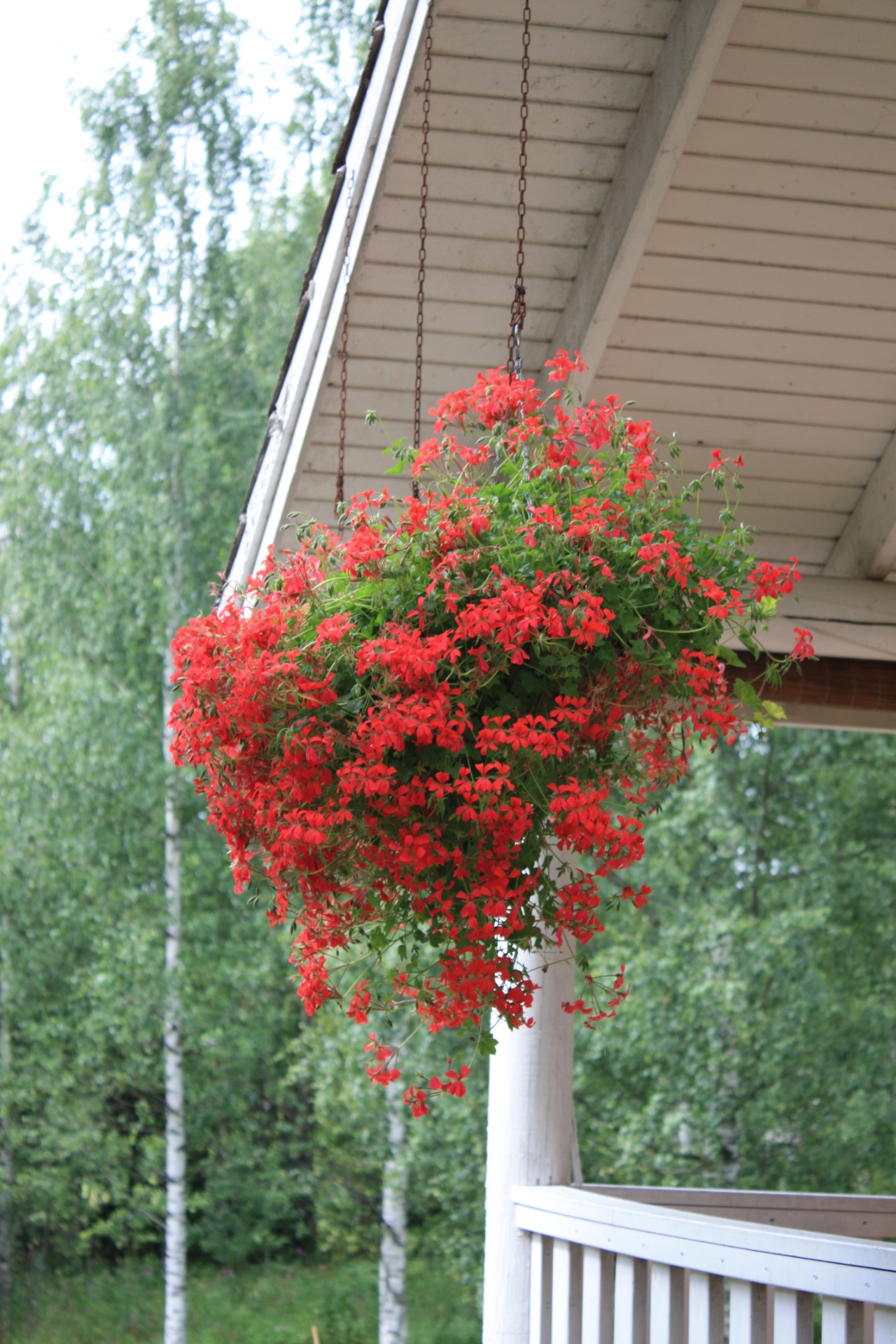 rote mini cascade pelargonia